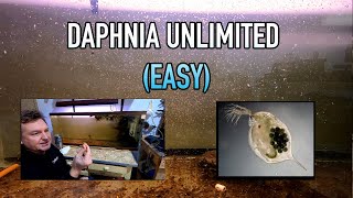 How I Raise Daphnia Water Fleas And You Can Too [upl. by Myrah]