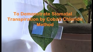 Cobalt Chloride Experiment to demonstrate Transpiration [upl. by Treat]