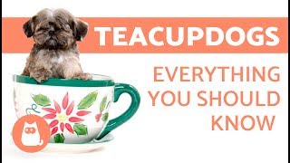 The Teacup Dog Everything you need to know [upl. by Nilyak]