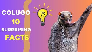 Colugo  10 Surprising Facts [upl. by Mallissa199]