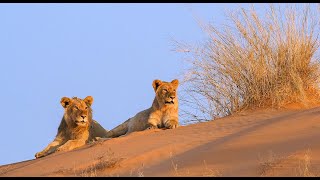 Lion Pride Documentary  The Realm of the Desert Lion  Namibia Safari Full HD [upl. by Tap]