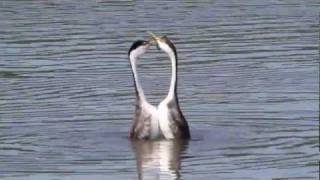 Dancing Grebes [upl. by Itsim999]