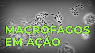 Macrófagos em ação [upl. by Farrow]