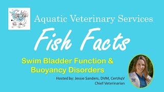 Fish Facts  Swim Bladder Function amp Buoyancy Disorders [upl. by Inihor]