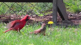 Northern Cardinal Courtship Dance [upl. by Erving]