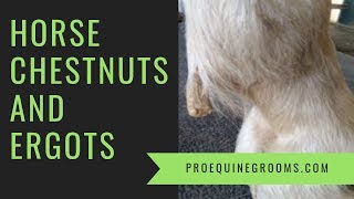 Your horses chestnuts and ergots  a bit of folklore history and tips [upl. by Pirzada]