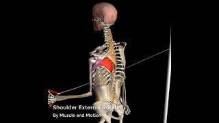 Shoulder External Rotation  3D Anatomy [upl. by Buschi]