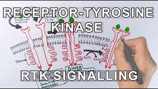 Receptor Tyrosine Kinase  RTK Signalling [upl. by Rhetta]