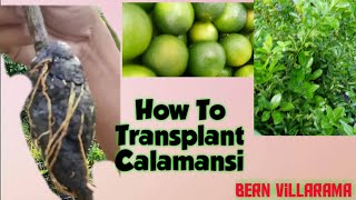 Tips For Transplanting Calamansi How to Marcot Calamansi How To Transplant Calamondin [upl. by Elacsap]