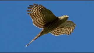 Sparrowhawk Bird Call Bird Song [upl. by Hermann]