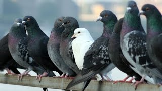 Cómo Criar Palomas  colúmbidas  TvAgro por Juan Gonzalo Angel [upl. by Ikkir998]