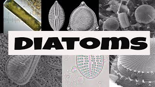 What are Diatoms [upl. by Ellen641]