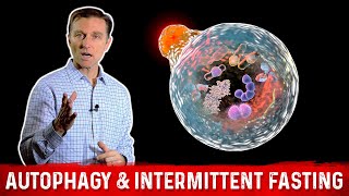 Autophagy amp Intermittent Fasting – Activate Garbage Recycling amp Cell Regeneration – Dr Berg [upl. by Menendez841]