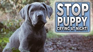 How To STOP Your Puppy Barking Crying and Howling at Night [upl. by Riffle53]