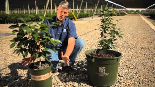 How to Transplant a Camellia Japonica Bush  Garden Savvy [upl. by Rafaela725]