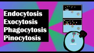 Endocytosis exocytosis phagocytosis and pinocytosis explained [upl. by Klute56]