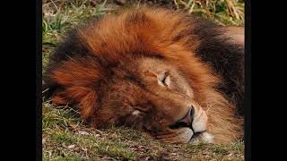 The lion sleeps tonight LongVersion 10 hours [upl. by Bunns]