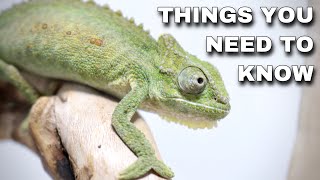 Watch This BEFORE Getting A Pet Chameleon [upl. by Marzi]