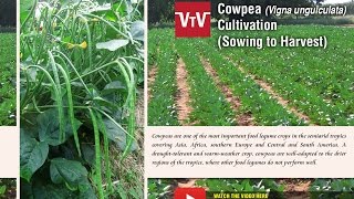 How to cultivate cowpea Vigna unguiculata [upl. by Francisca939]