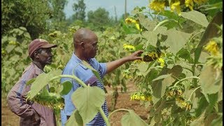 Farming with Conservation Agriculture in Kenya [upl. by Saihttam]