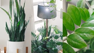 Peaceful Plant Tour – Indoor Houseplant Collection 🌱 [upl. by Ossy]