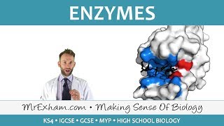 Enzymes  GCSE Biology 91 [upl. by Nagem113]