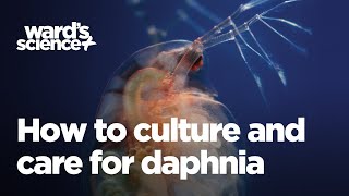 Caring and Culturing for Daphnia [upl. by Ylurt660]