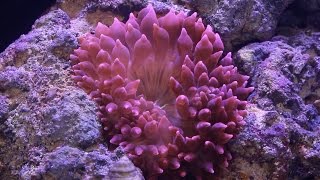 Red Sea Reefer pt16 Adding Anemone [upl. by Iorgos384]