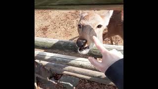 鹿せんべい おやつタイム 皆噛まない いい子達 シカセンベイ ご飯 ふれあい動物園 鼻可愛い [upl. by Redford]