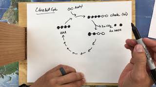 Citric Acid Cycle [upl. by Yniatirb]