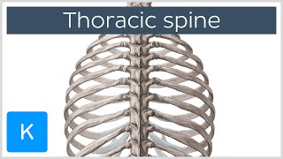 Thoracic Spine  Definition amp Components  Human Anatomy  Kenhub [upl. by Aimekahs896]