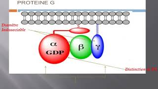 la structure et lactivation de protéine G [upl. by Flita]