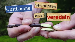 Obstbäume 🍎 vermehren  veredeln einjährige Veredelungen erziehen🍐🍏🌳 [upl. by Ainesy]