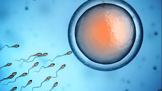 Human Physiology  Fertilization and Implantation [upl. by Cornall]