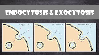 Endocytosis amp Exocytosis  Cell Biology [upl. by Eloci]