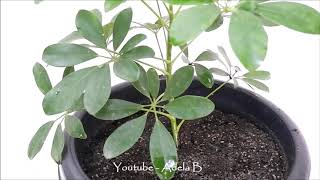 How to Grow and Care Schefflera Plant  Umbrella by Stem Cuttings [upl. by Aramad887]