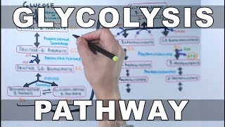 Glycolysis Pathway [upl. by Eirrol]