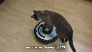 Cat shows HOW TO use iRobot Roomba Vacuum [upl. by Lyford]