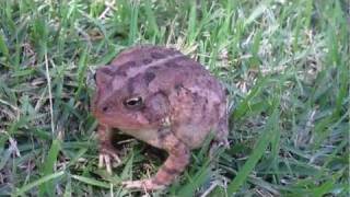 Southern Toad [upl. by Spiros29]