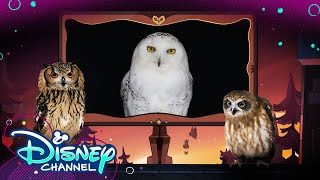 Episode 2  Look Hooos Talking  The Owl House  Disney Channel [upl. by Tnafni]