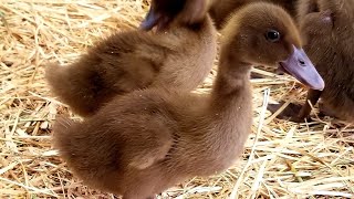 The Beginners Guide To Raising Ducklings Days 114 [upl. by Hogle978]