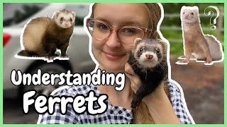 Ferret Body Language 101 [upl. by Nylyrehc]