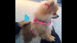 Cutest Teacup Pomeranian Puppy Ever [upl. by Aihsercal485]