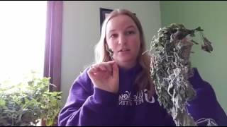 How to grow catnip indoors  live [upl. by Ainollopa411]