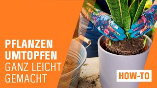 Zimmerpflanzen umtopfen  OBI  Indoor Jungle [upl. by Maddi]