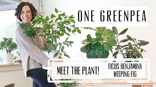 Meet the Plant Ficus Benjamina  Care amp Growing Guide [upl. by Felita676]