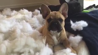 Top 13 GUILTY Dogs  Ultimate FUNNY and CUTE Guilty Dogs [upl. by Erodisi562]