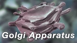 Golgi Apparatus [upl. by Yank]