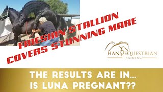 Friesian Stallion Covering Stunning Mare  The Results  Is Luna Pregnant Horse Breeding Video [upl. by Ehcsrop]