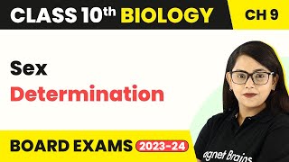 Class 10 Biology Chapter 9  Sex Determination  Heredity And Evolution [upl. by Alo]